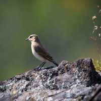 *** :: Дмитрий 