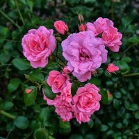 Розы :: Mikhail Irtyshskiy