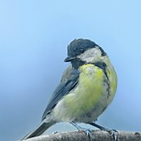 молодой синиц :: Andrey Bragin 