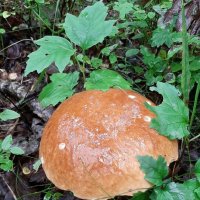 Про грибы :: Наталья Герасимова Про грибы :: Наталья Герасимова