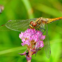 из снятого сегодня 1 :: Александр Прокудин