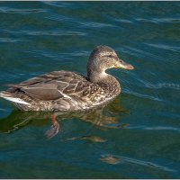 Из жизни отдыхающих.... :: Aquarius - Сергей