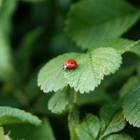 "Божья коровка" :: Игорь Тельцов