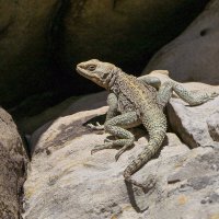 Кавказская агама :: Maxim Lanin
