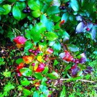 Кизильник :: Сергей Кочнев