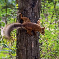 Белка :: Светлана Ищенко Белка :: Светлана Ищенко