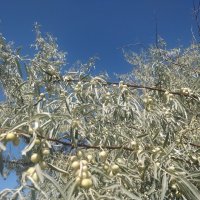 Ягоды джигиды. :: Андрей Хлопонин