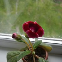 .... :: Алексей Зеленцов