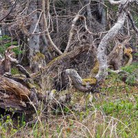 Лес где танцует БЕС. :: Сергей Калиновский