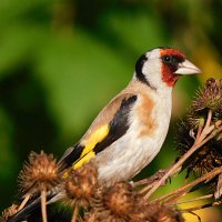 Щегол :: Лина 