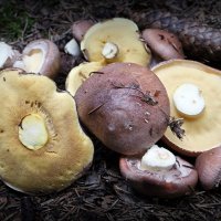 Маслята еловые :: Андрей Заломленков Маслята еловые :: Андрей Заломленков