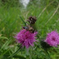 *** :: Люба *** :: Люба