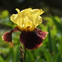 Лето в Ботаническом... Июнь. :: Наташа *****