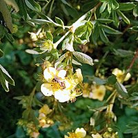 Цветы. :: Владимир Драгунский