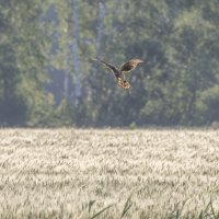 лунь :: юрий макаров лунь :: юрий макаров