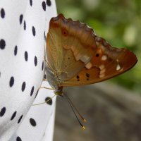 Переливница тополевая... :: Константин Штарк