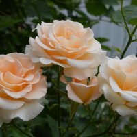 *** :: Надежда Куркина 