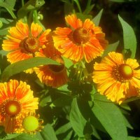 Летние :: Елена Семигина Летние :: Елена Семигина