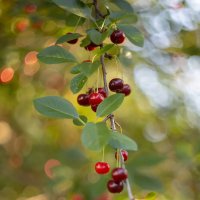 Ветка вишни с ягодами :: Александр Синдерёв