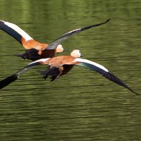 Огари. :: Владимир Безбородов