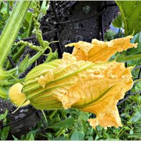 Цветок кабачка. :: Валерия Комова