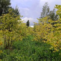 Приметы осени :: Мария Васильева Приметы осени :: Мария Васильева