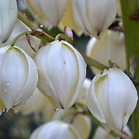 цветение юкки :: Ольга 