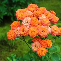 Букет на корню :: Светлана 