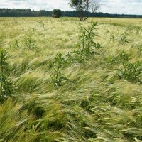 Пришельцы. :: Наталья Лунева 