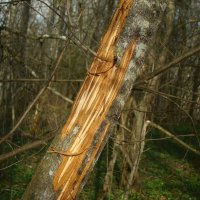 это не бобры не лось, это метки медведя :: gawrilа - dan