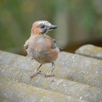 юная и настойчивая... :: Andrey Bragin юная и настойчивая... :: Andrey Bragin