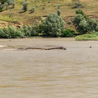 Река Кубань :: Игорь Сикорский