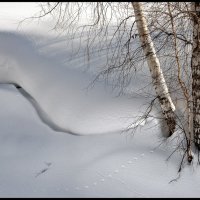 Март :: **** vedin
