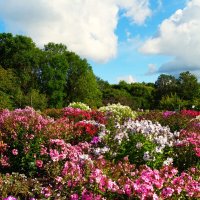 Флоксы ботанического сада. :: Aida10 