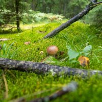 В лес за грибами :: k-e-r-g-u-d-u DM