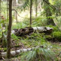 * :: k-e-r-g-u-d-u DM