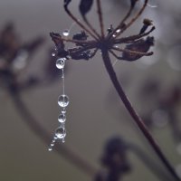 Цацки августовского утра :: Роман Пацкевич Цацки августовского утра :: Роман Пацкевич