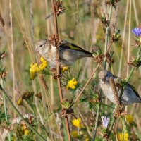 Молодые щеглы :: Александр 