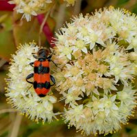 из снятого вчера 1 :: Александр Прокудин