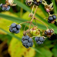 из снятого вчера 2 :: Александр Прокудин