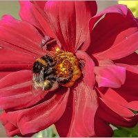 Про август, георгины и шмелей... :: Aquarius - Сергей