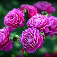 они на радость нам даны :: Олег Лукьянов