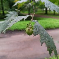 Орешник :: Сапсан 