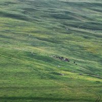 Кавказ. Альпийские луга :: Владимир Колесников