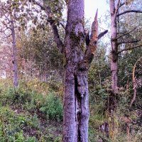 Причуды природы :: Veera V Причуды природы :: Veera V