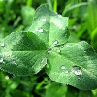 Дождик :: Татьяна Львова