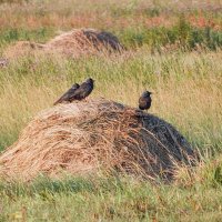 Галкины посиделки! :) :: Елена Хайдукова ( Elena Fly ) Галкины посиделки! :) :: Елена Хайдукова ( Elena Fly )