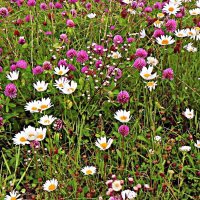 Июль...Полянка красного клевера и ромашек! :: Владимир 