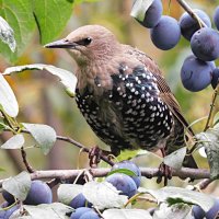 Молодой скворец на терновнике :: Лина Молодой скворец на терновнике :: Лина