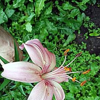 Цветы. :: Владимир Драгунский